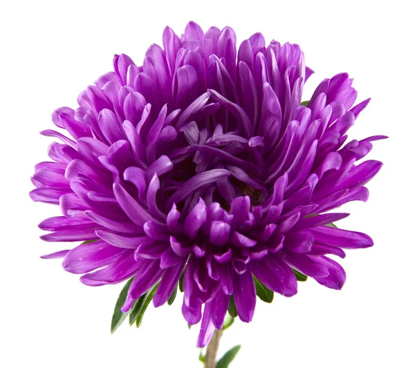 紫菀白色背景特写 — 图库照片