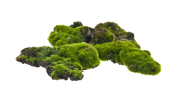 moss isolated on white background