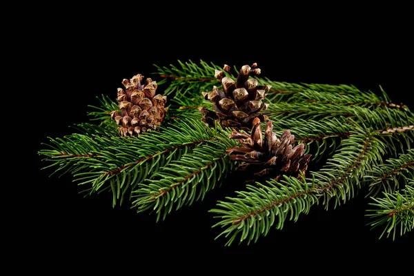 Rama de un árbol con conos sobre un fondo negro — Foto de Stock