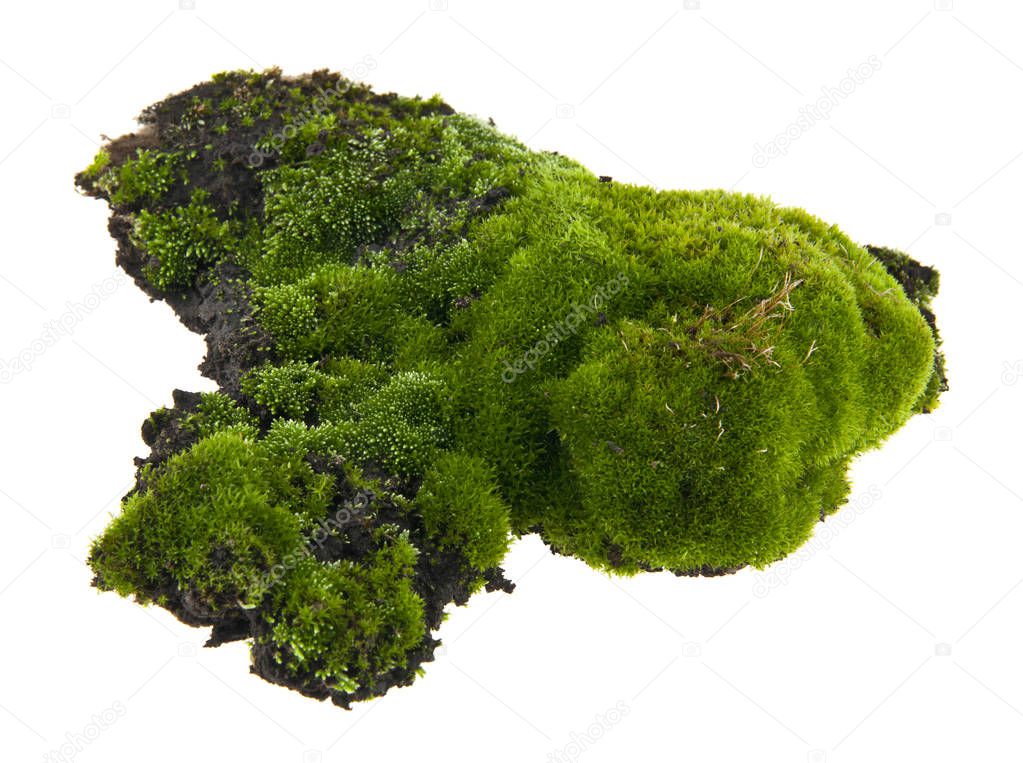 moss isolated on white background