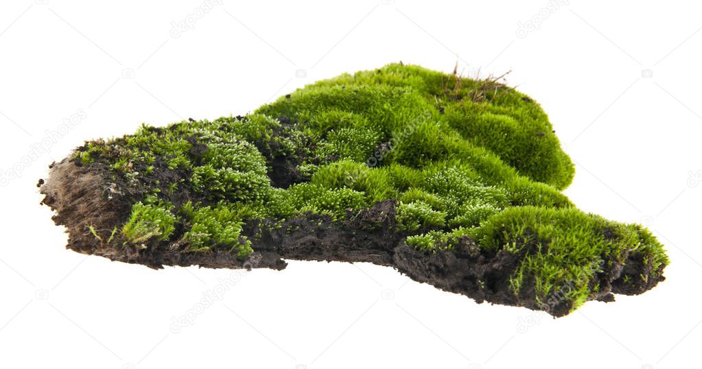 moss isolated on white background