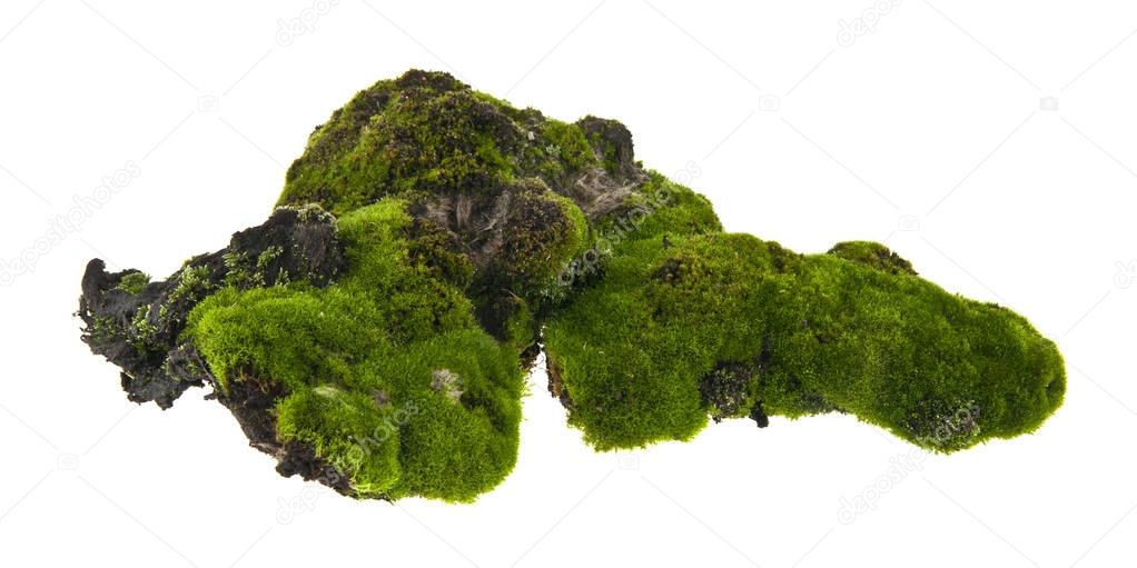 moss isolated on white background