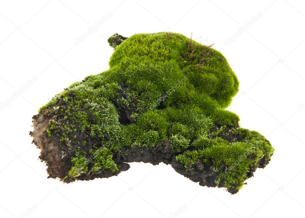 moss isolated on white background