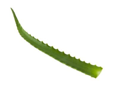 Aloe izole üzerinde beyaz arka plan bırakır