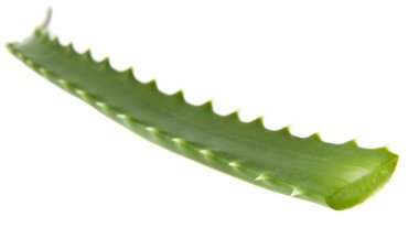 Aloe izole üzerinde beyaz arka plan bırakır