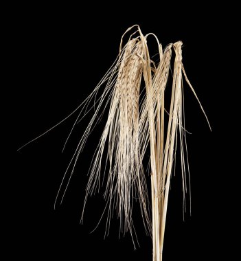 spikelets siyah bir zemin üzerine