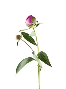 Beyaz arka plan üzerinde izole Şakayık çiçekleri