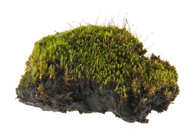 Beyaz arkaplanda yosun izole edildi