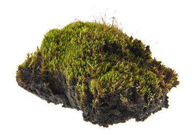 Beyaz arkaplanda yosun izole edildi