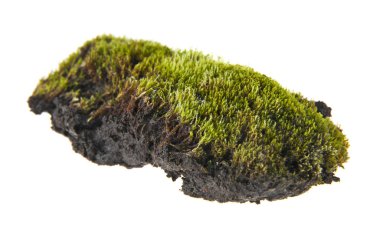 Beyaz arkaplanda yosun izole edildi