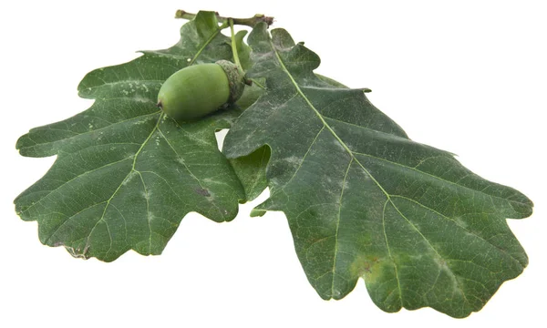 Leaves of oak and acorns isolated on white background — Stock Photo, Image