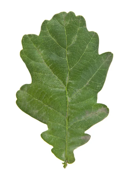 Leaves of oak and acorns isolated on white background — Stock Photo, Image