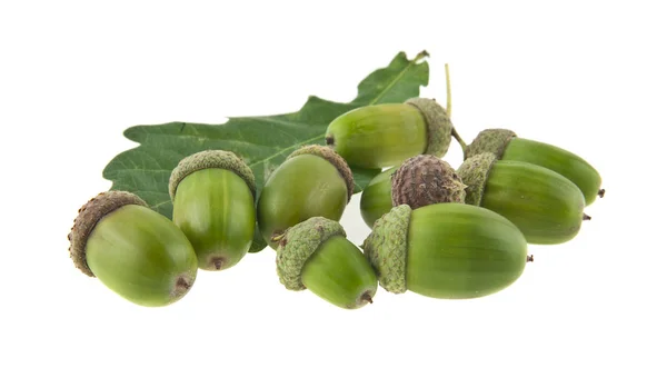Leaves of oak and acorns isolated on white background — Stock Photo, Image