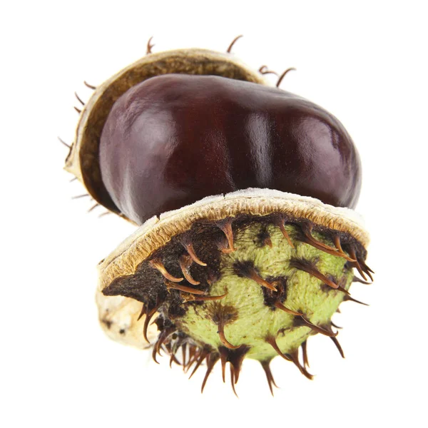 Chestnut isolated on white background — Stock Photo, Image