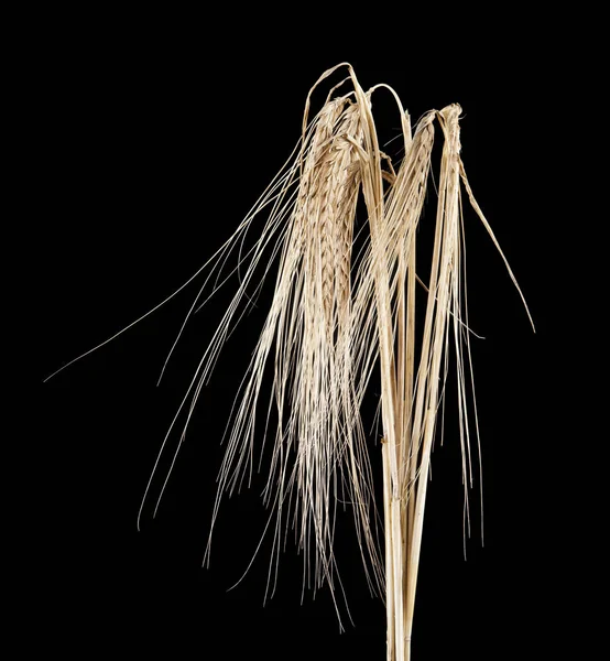 spikelets siyah bir zemin üzerine