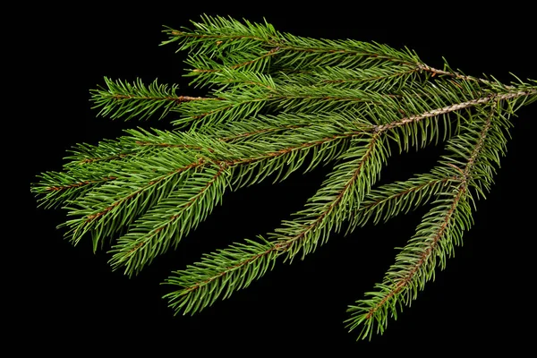 Ramo di un albero su uno sfondo nero — Foto Stock