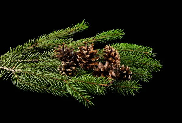 Rama de un árbol sobre un fondo negro —  Fotos de Stock