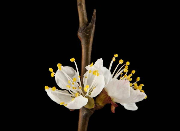 Spring flowers apricots on a black background — Stock Photo, Image