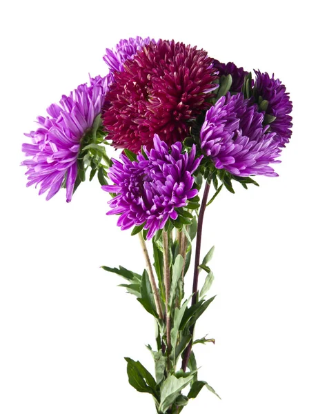 紫菀花在白色背景上孤立 — 图库照片