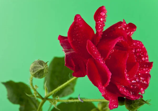 Czerwona róża na zielonym tle — Zdjęcie stockowe