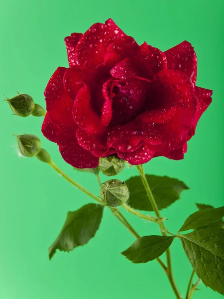 Czerwona róża na zielonym tle — Zdjęcie stockowe