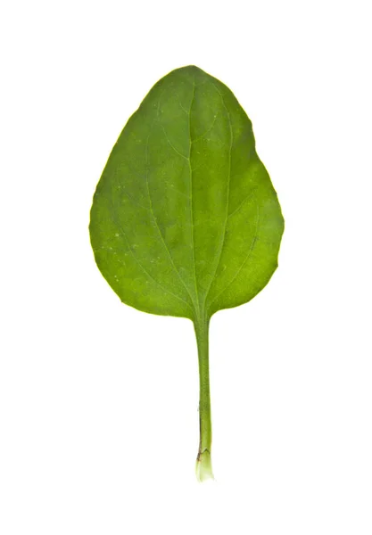 Plantain leaves isolated on white background — Stock Photo, Image