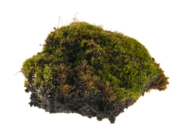 Beyaz arkaplanda yosun izole edildi