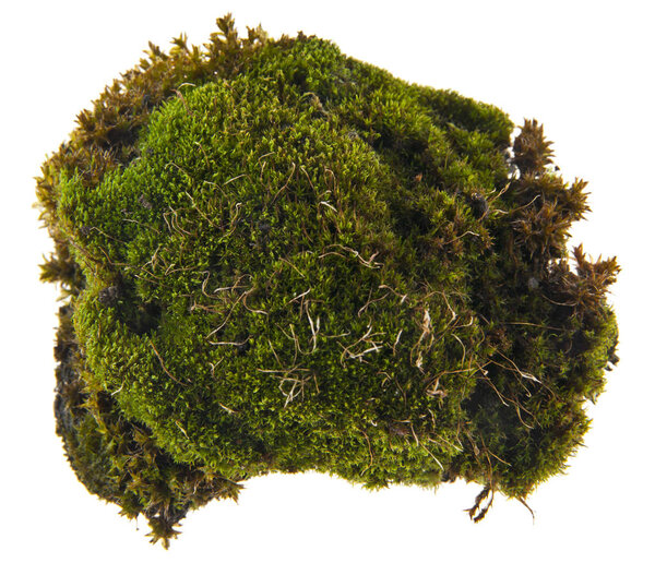 moss isolated on white background