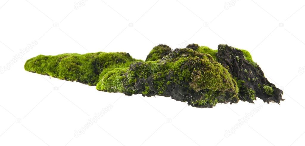 moss isolated on white background