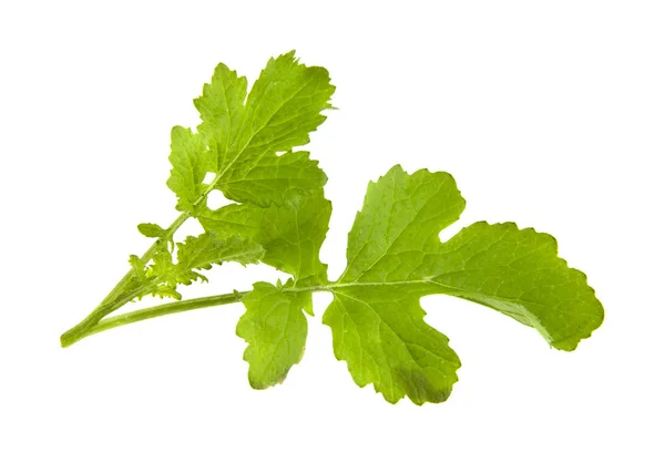 Mustard leaves isolated on white background — Stock Photo, Image