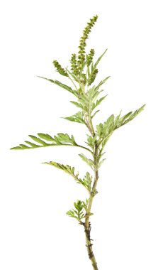 Beyaz arka plan üzerinde izole ambrosia