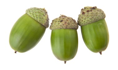 Beyaz arkaplanda izole edilmiş palamutlar