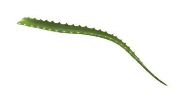 Aloe beyaz arkaplanda izole edildi