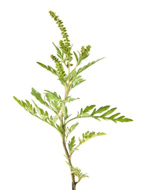 Beyaz arka plan üzerinde izole ambrosia