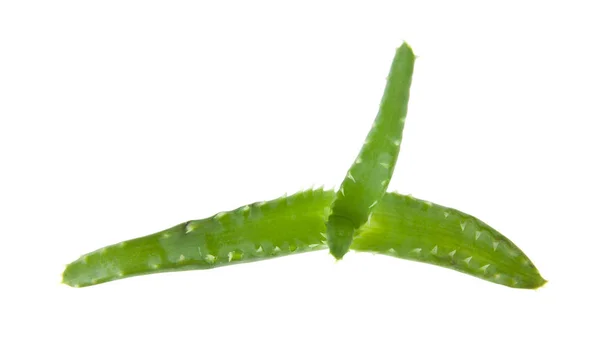 Aloe isolata su fondo bianco — Foto Stock