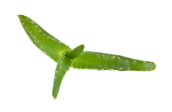 Aloe isolata su fondo bianco — Foto Stock