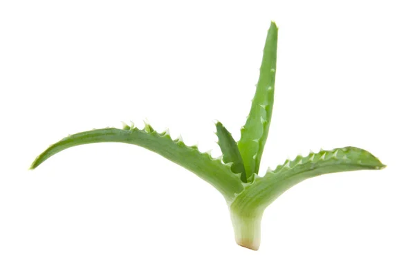 Aloe isolata su fondo bianco — Foto Stock