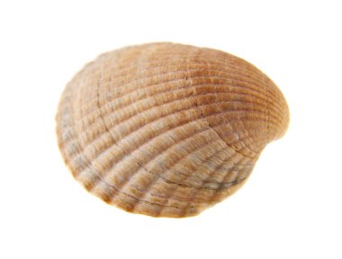 kabuk beyaz arkaplanda izole