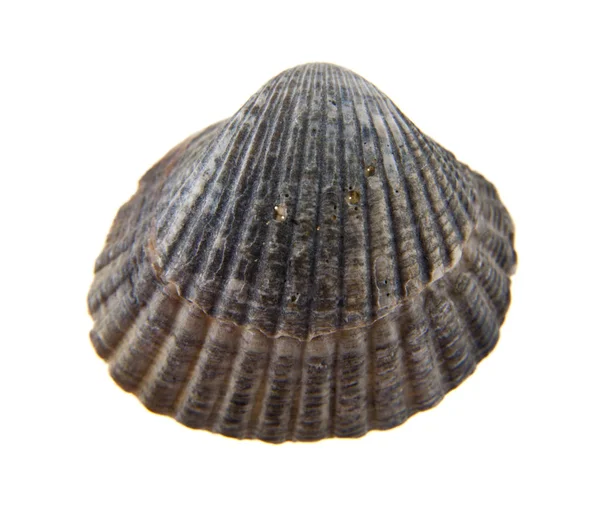 Shell isolado no fundo branco — Fotografia de Stock