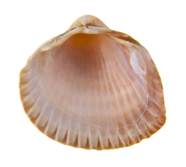 Shell isolado no fundo branco — Fotografia de Stock