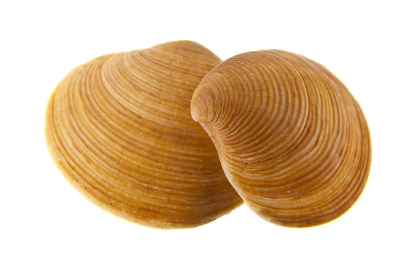 Shell isolated on white background — Stock Photo, Image