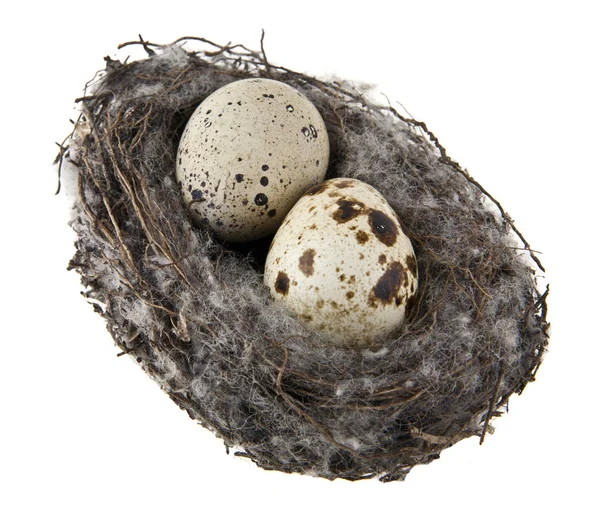 Eier im Nest isoliert auf weißem Hintergrund — Stockfoto