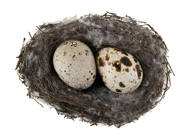 Eieren in het nest geïsoleerd op witte achtergrond — Stockfoto