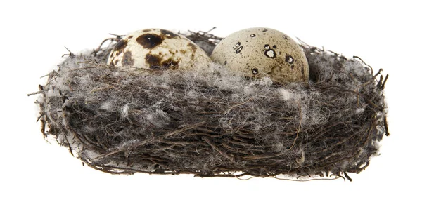 Eier im Nest isoliert auf weißem Hintergrund — Stockfoto