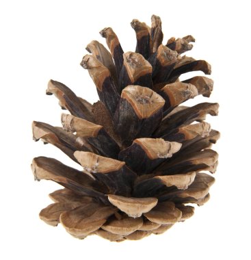 Beyaz arkaplanda koni izole edildi