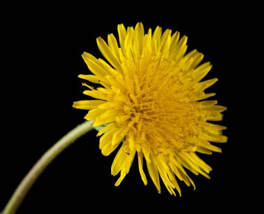 siyah bir arka plan üzerinde izole karahindiba