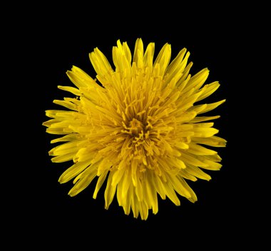 siyah bir arka plan üzerinde izole karahindiba