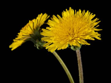 siyah bir arka plan üzerinde izole karahindiba