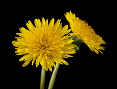 siyah bir arka plan üzerinde izole karahindiba