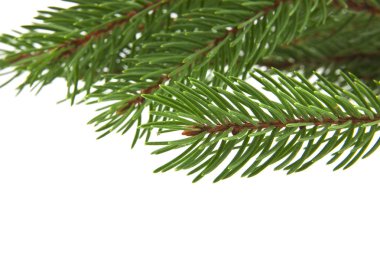 Noel ağacının beyaz arka planda izole edilmiş dalı